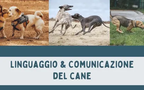 Scarica Linguaggio e Comunicazione del Cane – Educazione Cinofila
