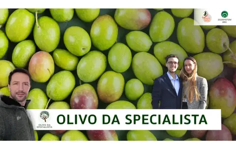 Scarica Olivo Da Specialista – Rendita Agricola