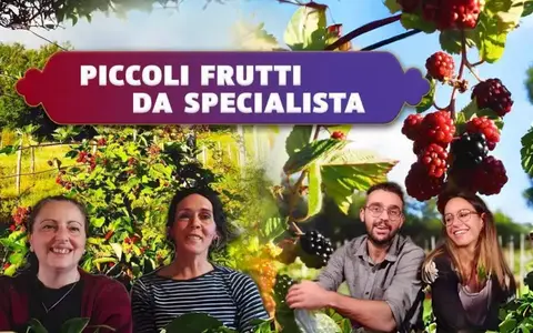 Scarica Piccoli Frutti da Specialista – Rendita Agricola